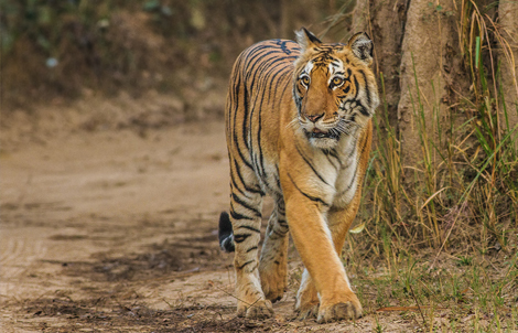 Corbett National Park