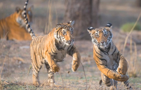 sariska tiger reserves