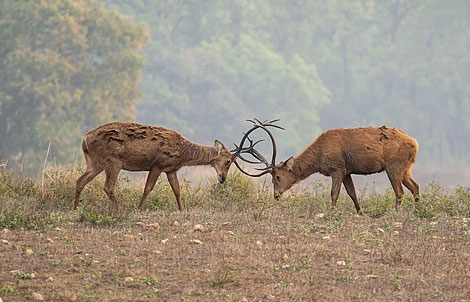 wildlife india